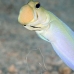 jawfish_yellowhead_dw_wc_v_0066_tci1891.jpg